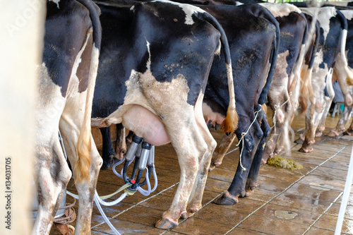 Fotografi The milkmaid in farm by milking machine