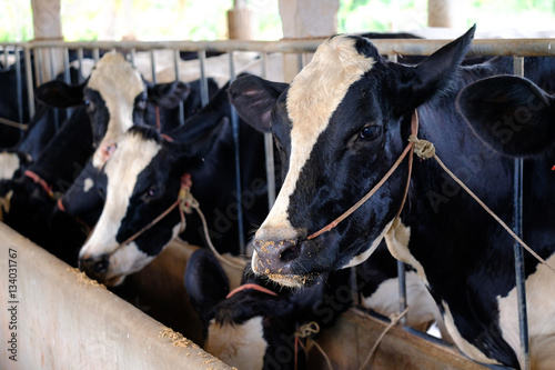 Close up cow milk in farm at Thailand