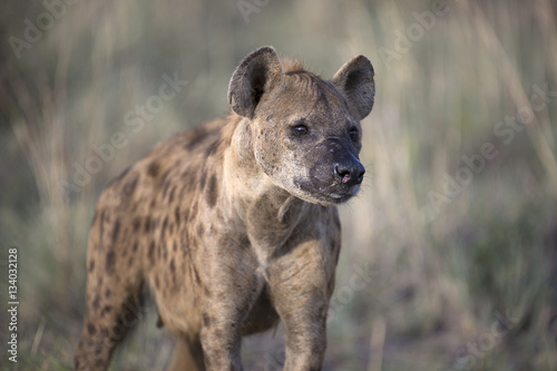 Portrait of african spotted hyena