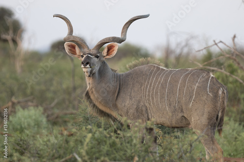 Portrait of male greater kudu antelope