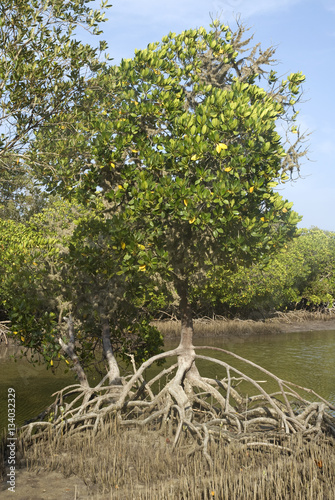 Palétuvier, Ceriops tagal, Mangrove, Morondava, Madagascar photo