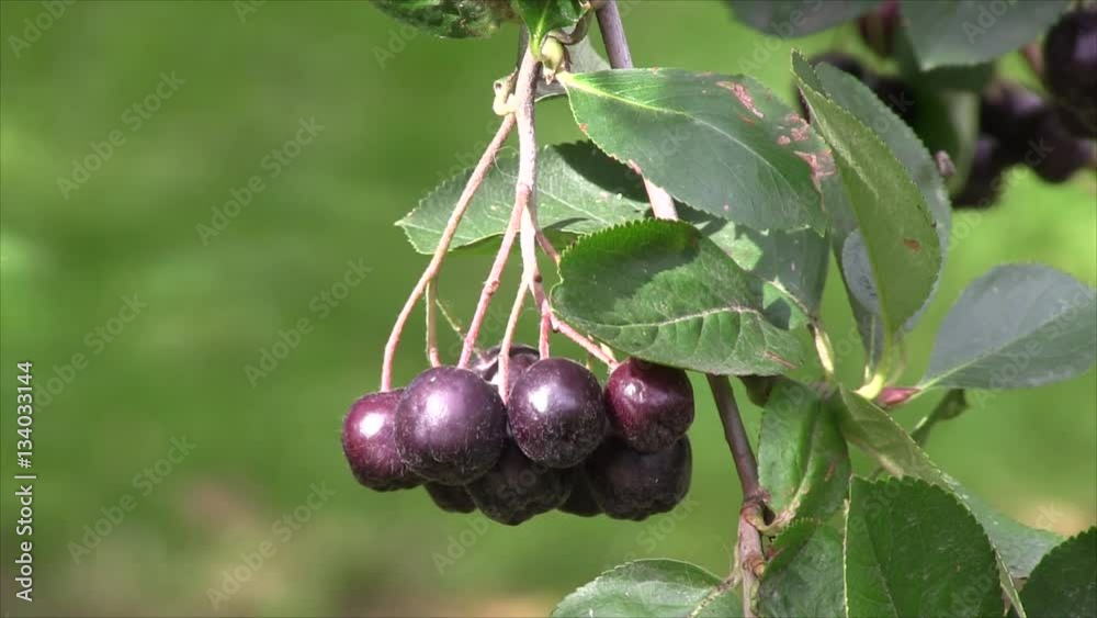 Chokeberry bunch swaying in the wind Chokeberry bunch swaying in the wind
