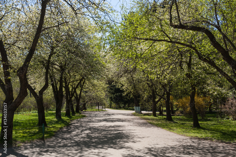 Blossoming apple trees alley in urban park.