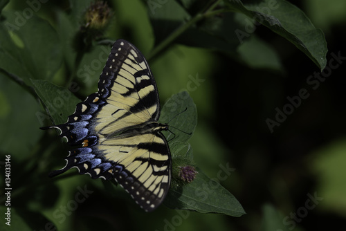 Swallowtail butterfly