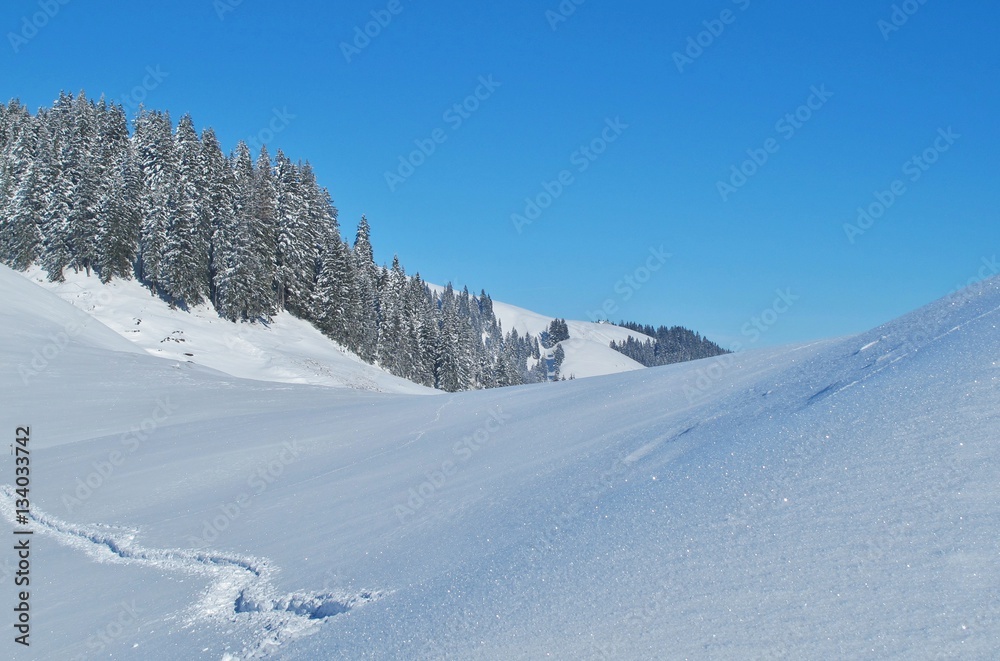 Schneelandschaft mit Tannen