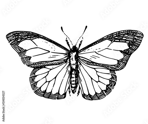sketch tattoo butterfly
