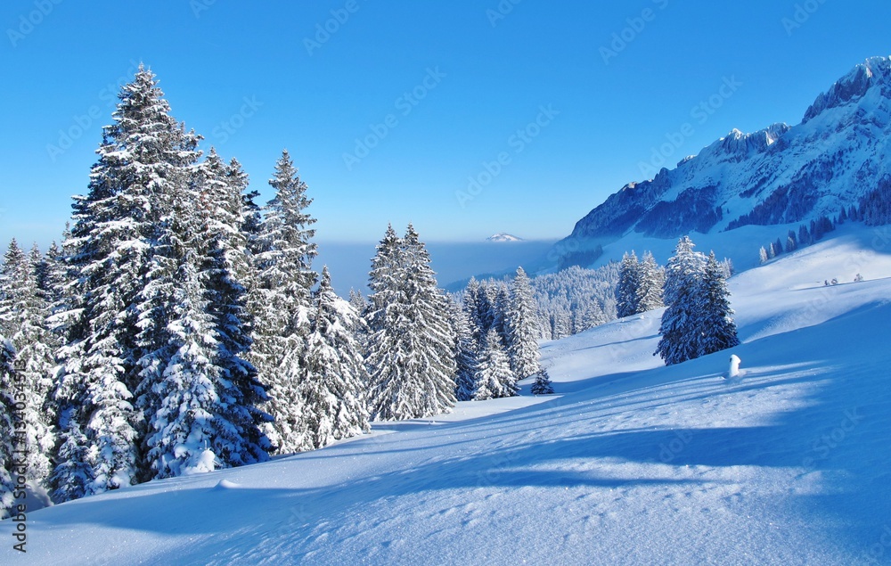 Winterlandschaft mit Tannen