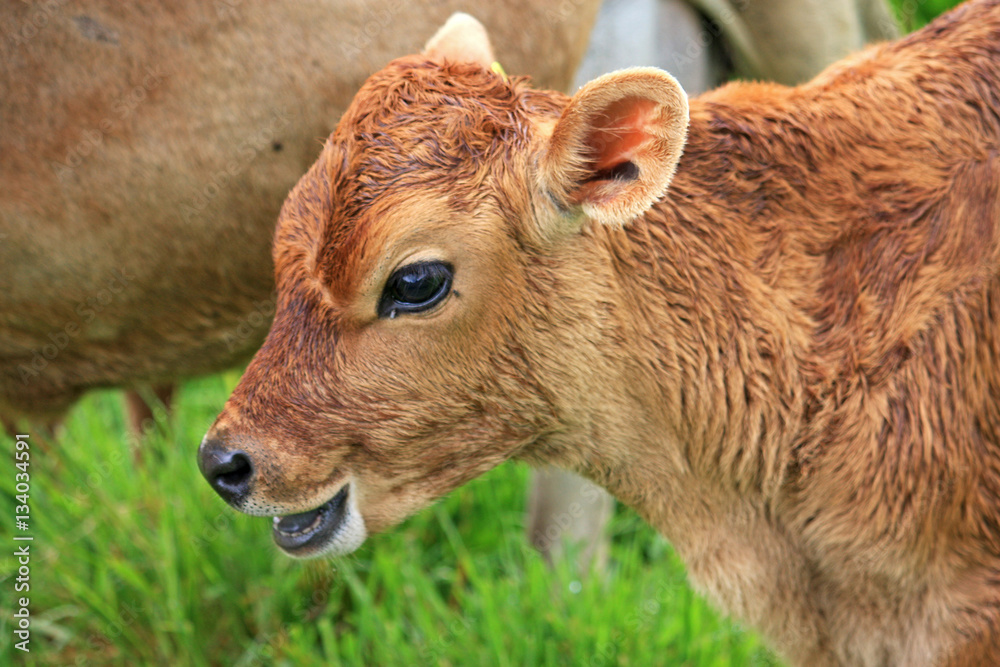 Fototapeta premium Calf in a field