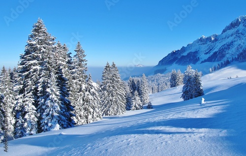 Winterlandschaft mit Tannen © Franz Gerhard