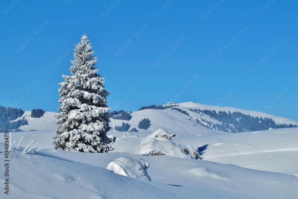 Verschneiter Baum