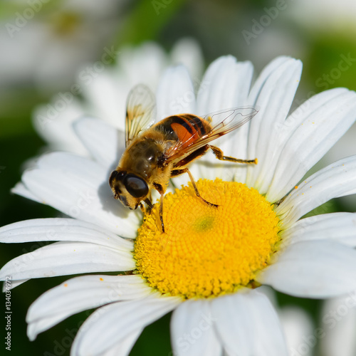 Honeybee pollinating white daisy