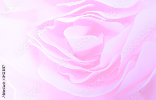 sweet color roses flower in blur style for background pattern te