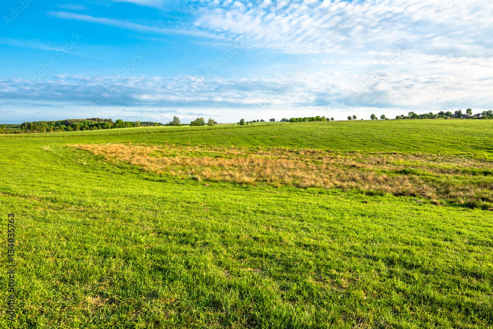 Landscape of pasture with green grass in spring