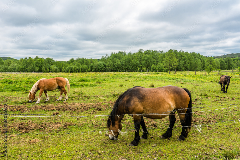 Beautiful horses grazing on green field, horse farm