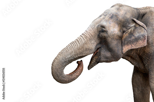 Elephant portrait. Elephant with open mouth. Elephant on a white background.