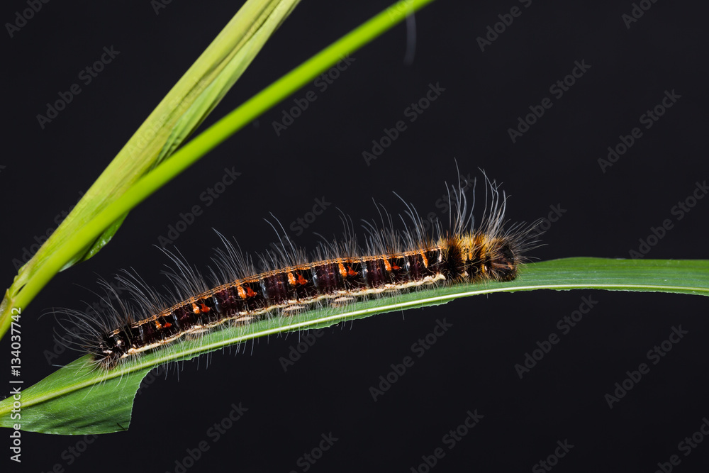 Fototapeta premium Common Duffer caterpillar
