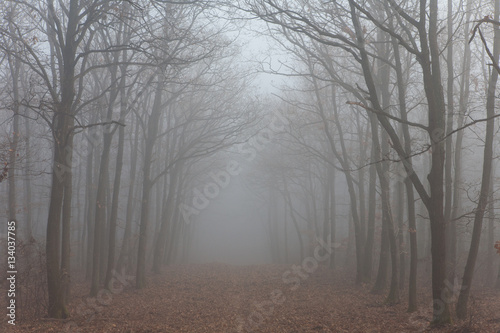 Forest path in mysterious fog