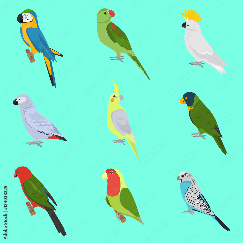 Set of color flat parrots icons