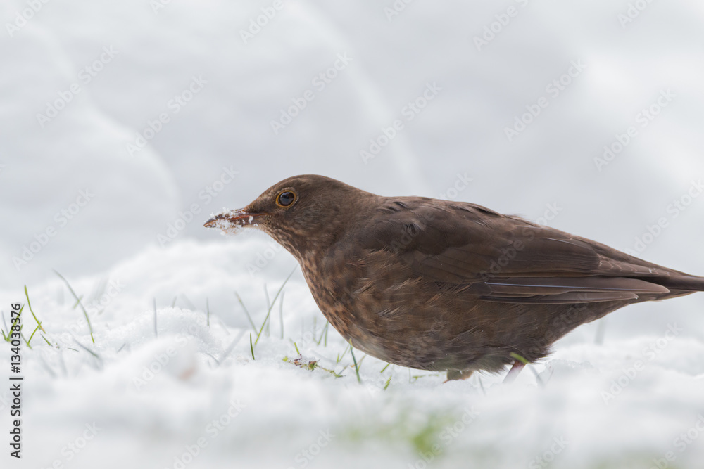 Fototapeta premium common blackbird