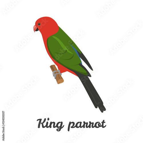 King parrot color flat icon for web and mobile design