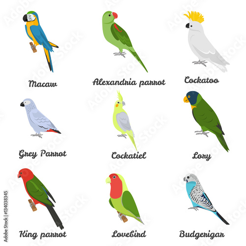 Set of color flat parrots icons with their names