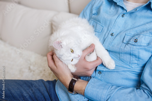 Attractive man in a blue shirt, playing with white fluffy cat