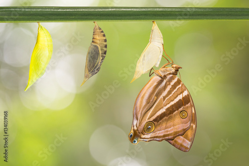 New born Palmking butterfly photo