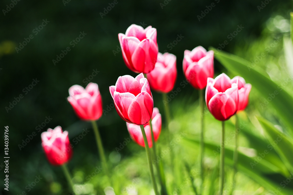 Red tulips and green leaves.
