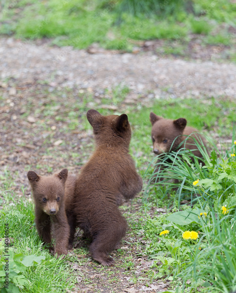 Baby Black bear cubs in Orr Minnesota Baby Black bear cubs in Orr Minnesota