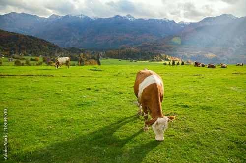 Cows grazing in alpine meadows