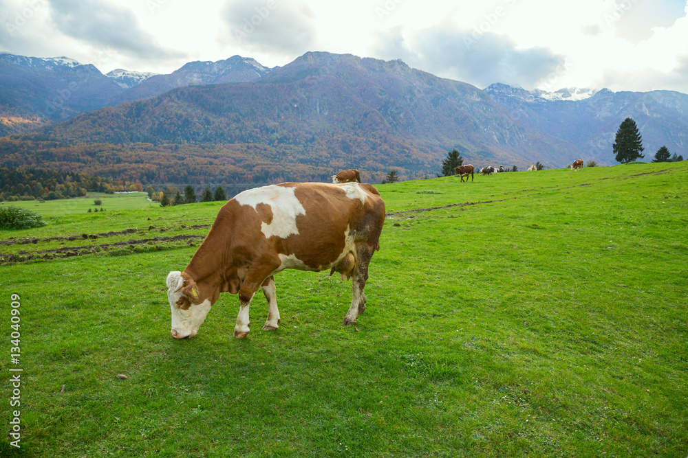 Cows grazing in alpine meadows Cows grazing in alpine meadows