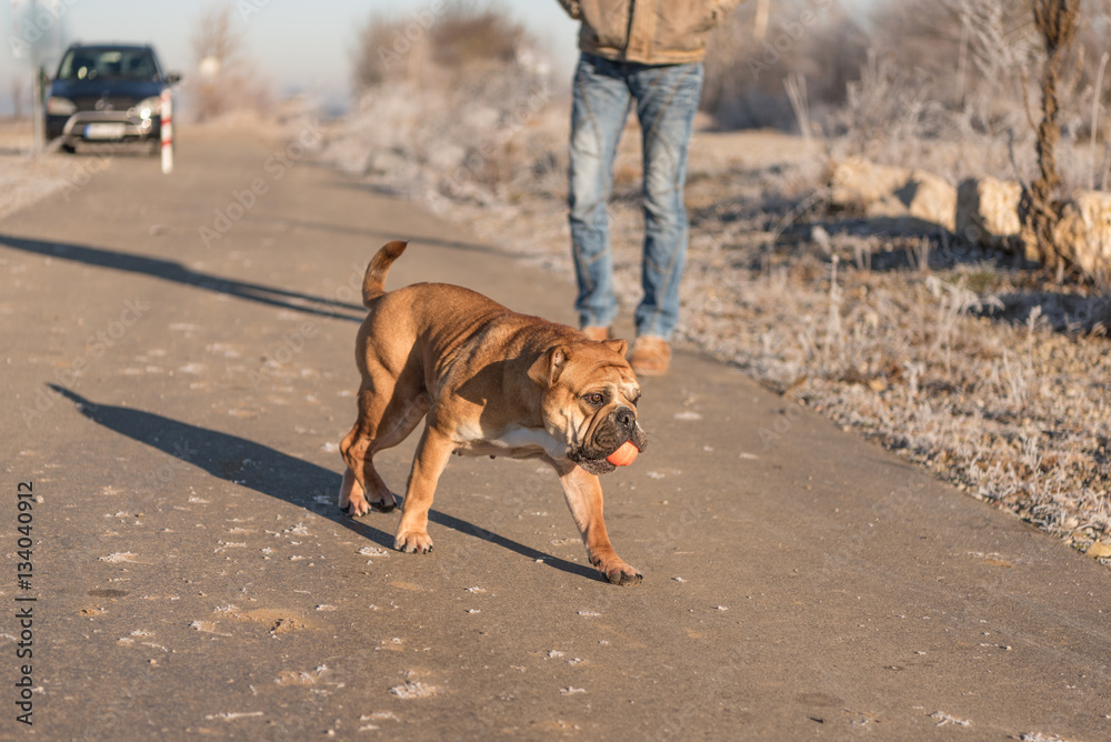 Spaziergang - Hund und Besitzer - Continental Bulldogge