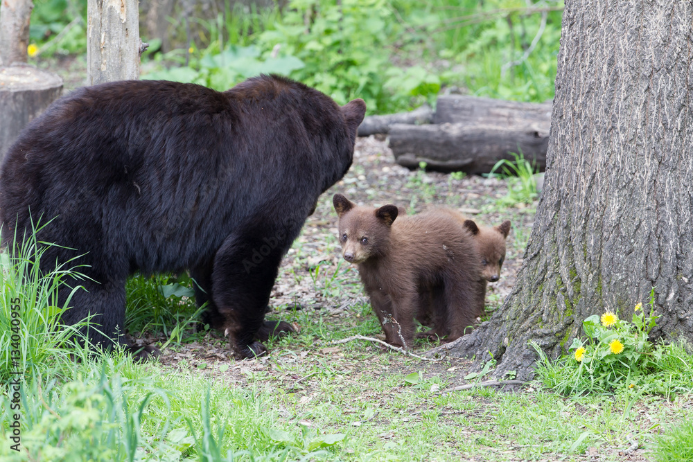 Adult Black bear with cubs in Orr Minnesota Adult Black bear with cubs in Orr Minnesota