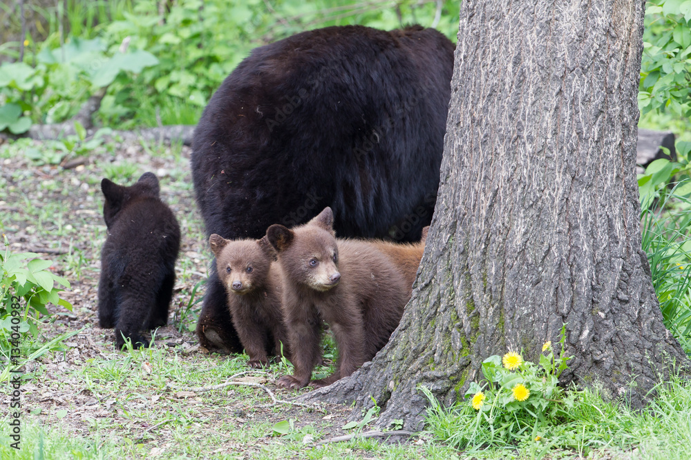 Adult Black bear with cubs in Orr Minnesota Adult Black bear with cubs in Orr Minnesota