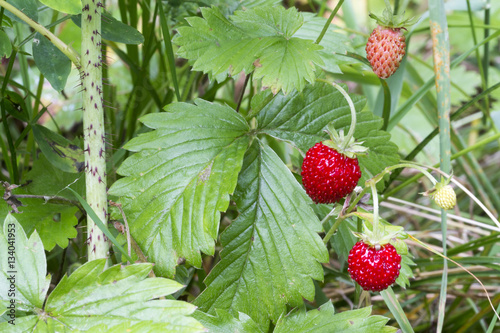 close-up of wild strawberries on the plant