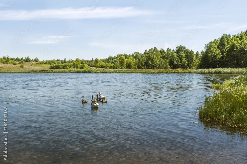 Sunny summer water landscape with friendly swan family in the lake