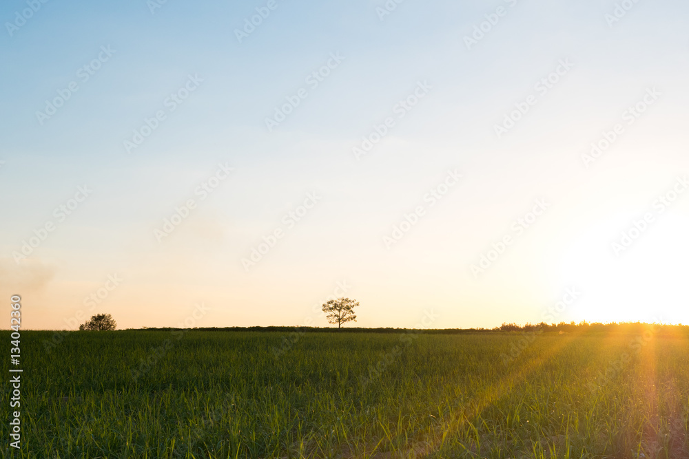 Countryside meadow and sunset skyline with sun's rays