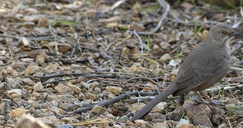 4K UltraHD A Curve Billed Thrasher, Toxostoma curvirostre photo