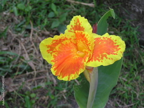 fleur jaune et orange photo