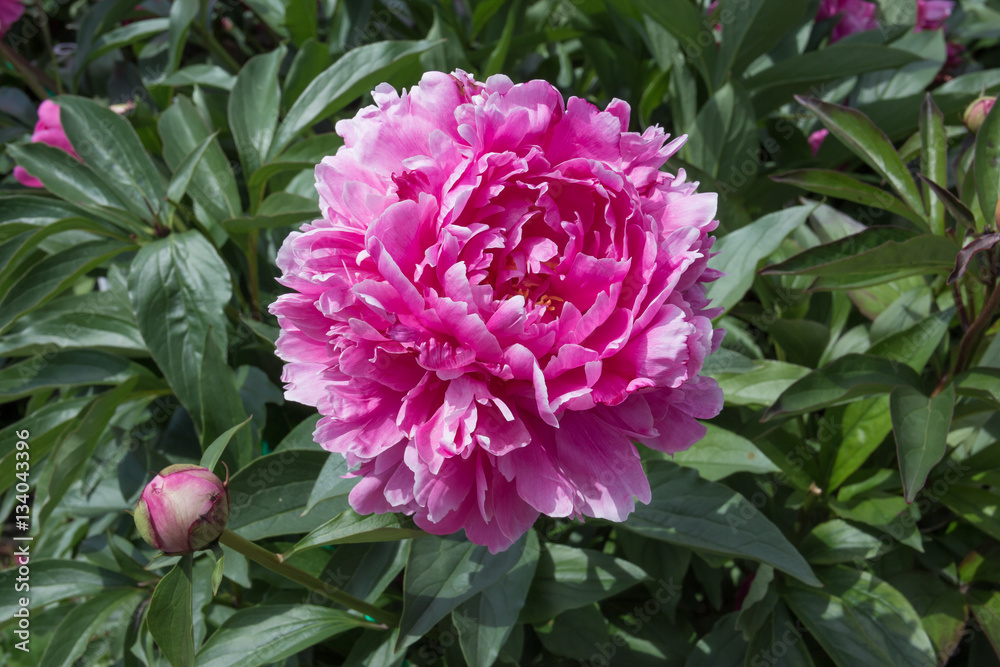 Pink peonies on a bed in the park