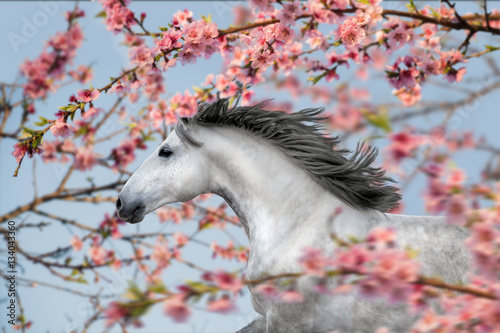 Portrait of a white horse with a black mane, running among the pink blossom trees. Spring time