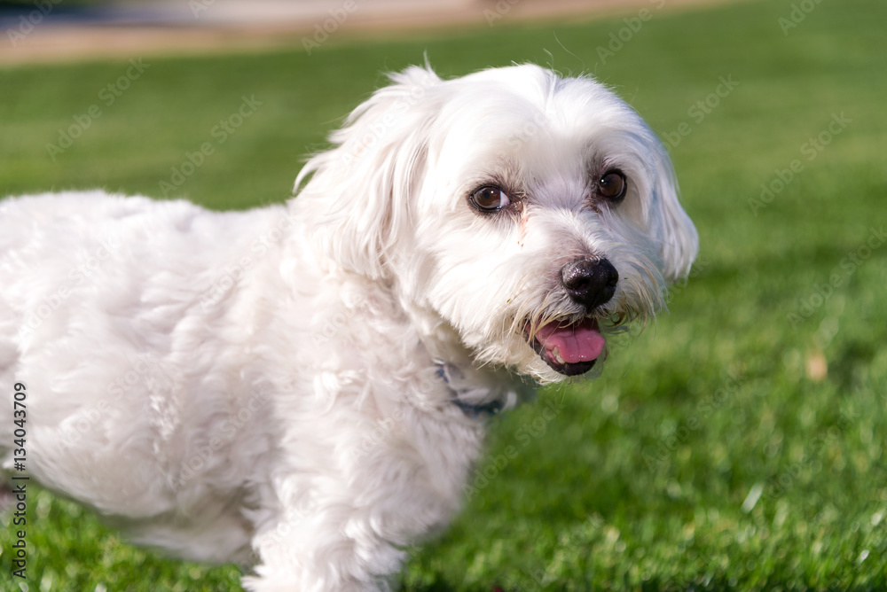 Cute Maltese sitting in a grass field Cute Maltese sitting in a grass field