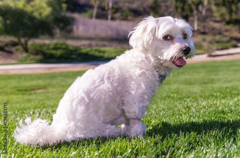 Cute Maltese sitting in a grass field