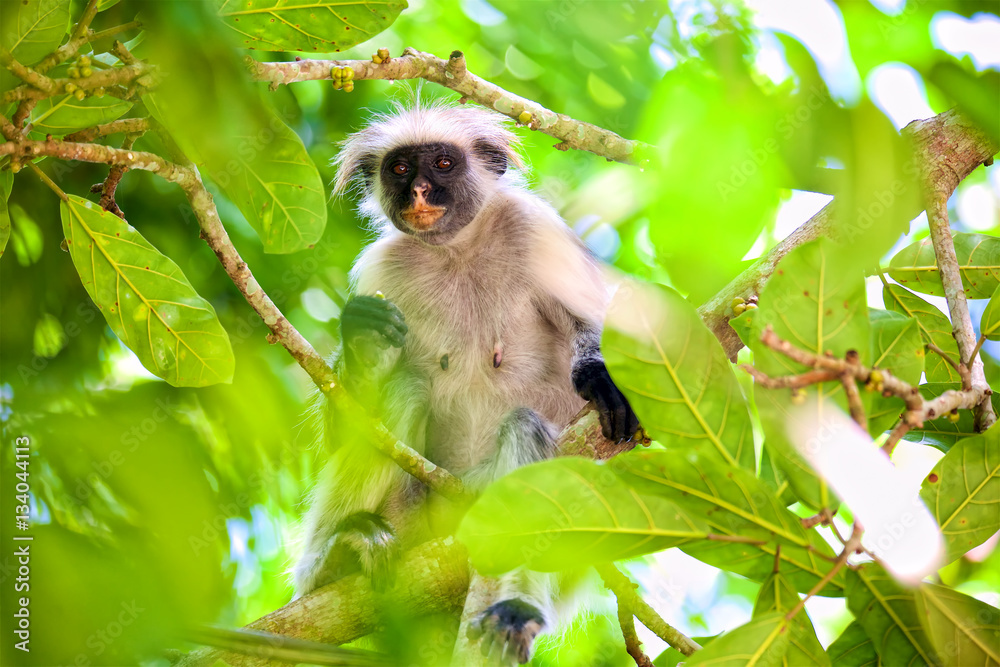 Naklejka premium Red colobus monkey (Procolobus kirkii) in Jozani forest, Zanzibar