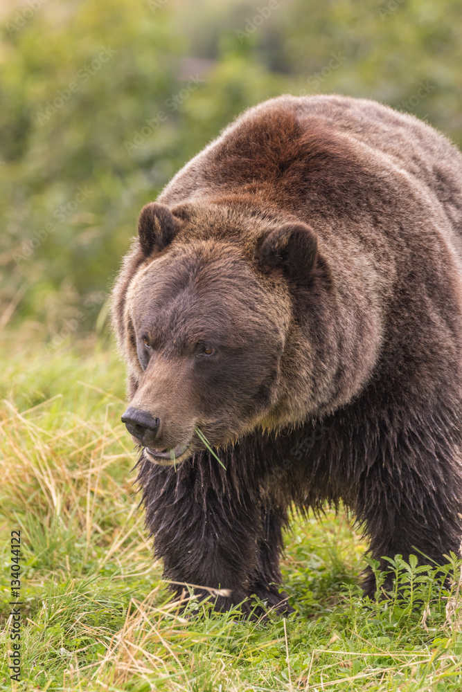 Brown Bear