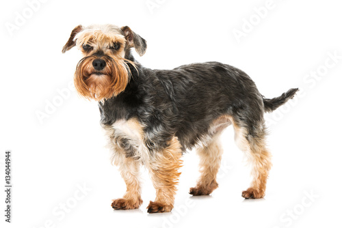 Fotomural Zwergschnauzer