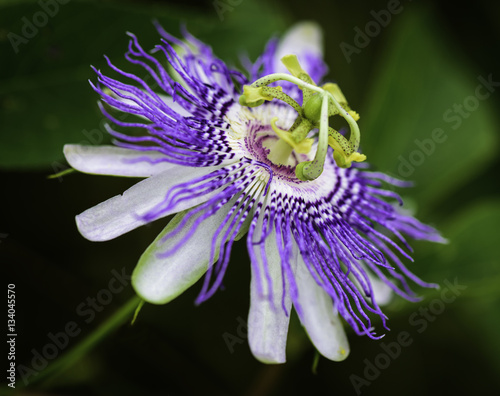 Passion Flower