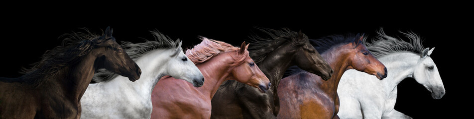 Six horses portraits isolated on a black background