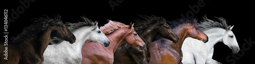 Portrety sześciu koni na białym tle na czarnym tle