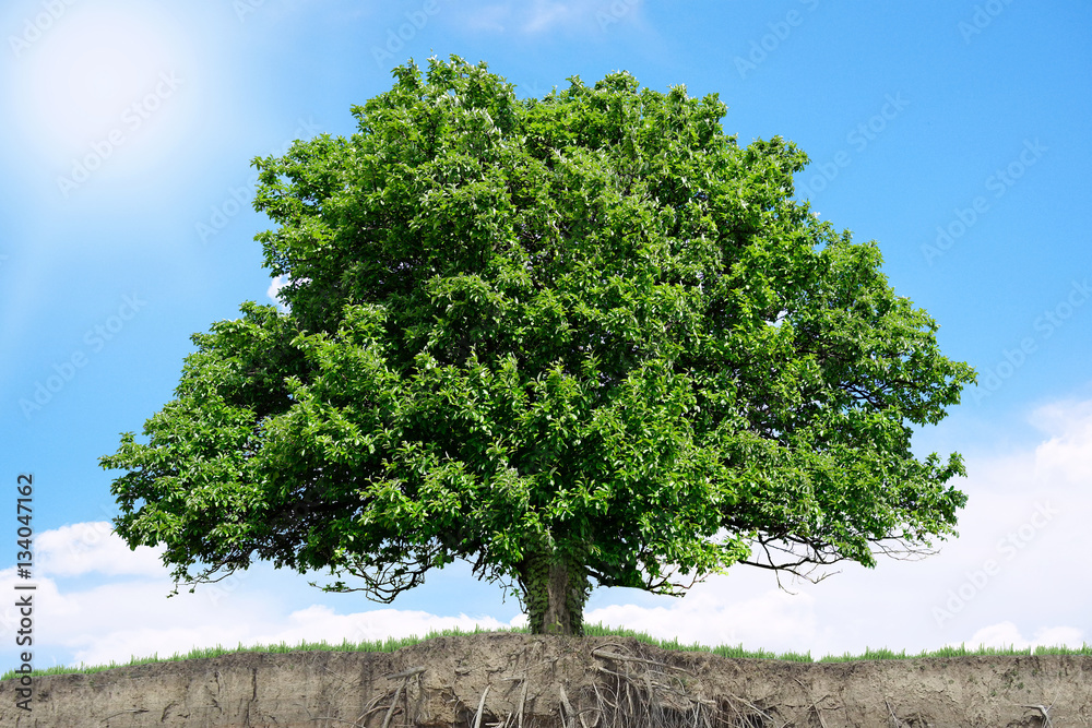 Baum am hang.